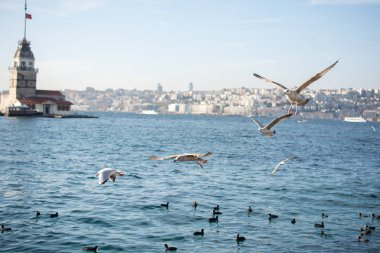 Deniz kıyısında martılar