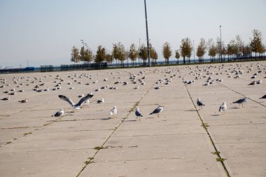 Martılar beton zeminde dinleniyorlar.