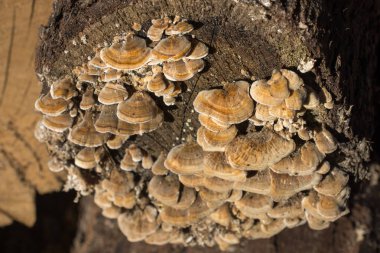 Düşen ağaç gövdesinde büyüyen mantarlar