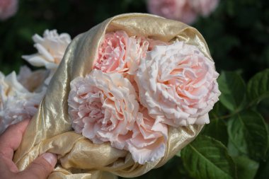 Bahar bahçesinde çiçek açan güzel güller