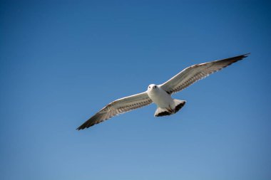 Arka plan olarak gökyüzünde uçan tek bir martı.