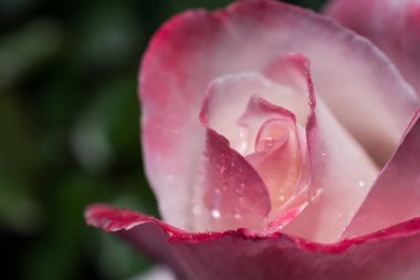 Üzerinde su damlaları olan güzel renkli bir gül.