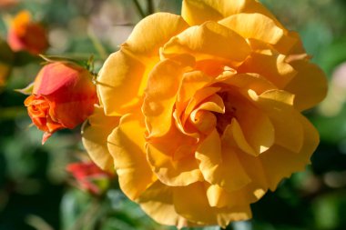 Yakından bakınca güzel taze güller.