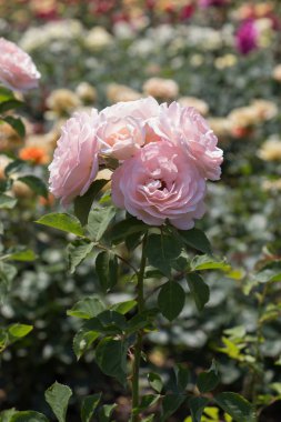 Çiçek açan gül çalılarının yakınına