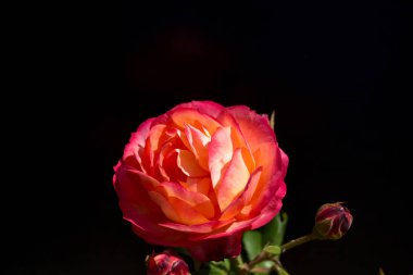 Siyah arkaplanı olan güzel bir gül