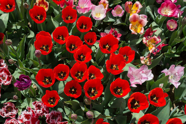 Colorful tulip flowers bloom in the spring  garden