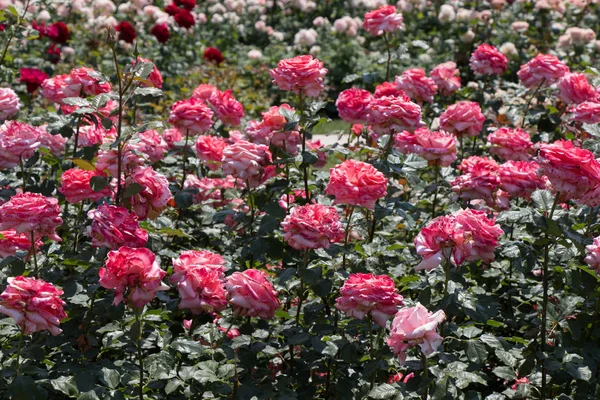 Blühende Schöne Bunte Rosen Als Floraler Hintergrund — Stockfoto