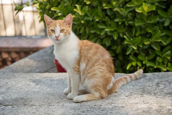 街の通りに見られる野良猫 — ストック写真
