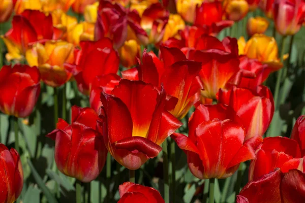 Colorful Tulip Flowers Bloom Spring Garden — Stock Photo, Image