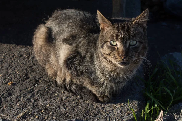 Fotos Del Gato Encantador Como Animal Doméstico Vista — Foto de Stock