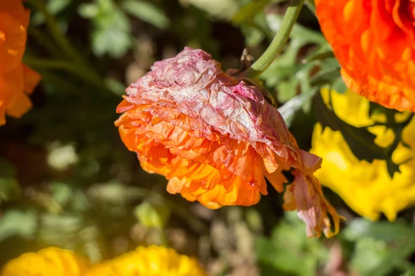 Fiori Tulipano Colorati Fioriscono Nel Giardino Primaverile — Foto Stock