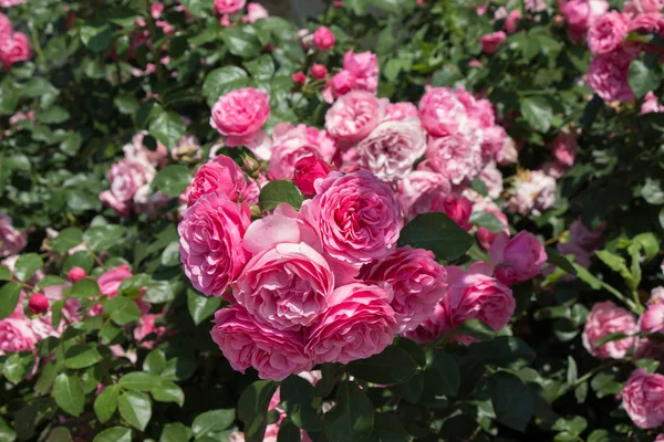 Blooming Beautiful Bunch Roses Spring Garden — Stock Photo, Image
