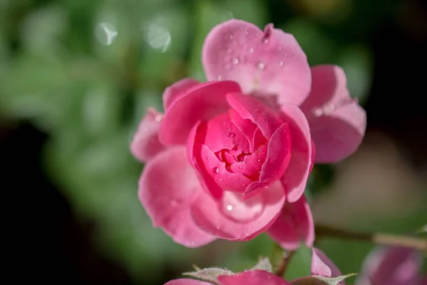 Красивый Красочный Цветок Розы Фоне Сада — стоковое фото
