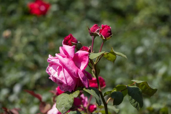 美丽多彩的玫瑰在园林自然的背景下绽放 — 图库照片