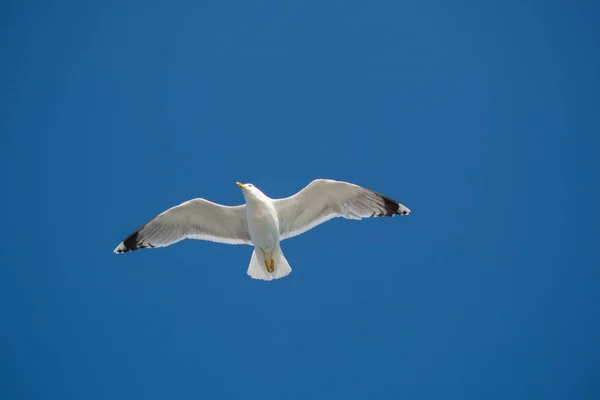 Arka Plan Olarak Mavi Gökyüzünde Uçan Tek Bir Martı — Stok fotoğraf