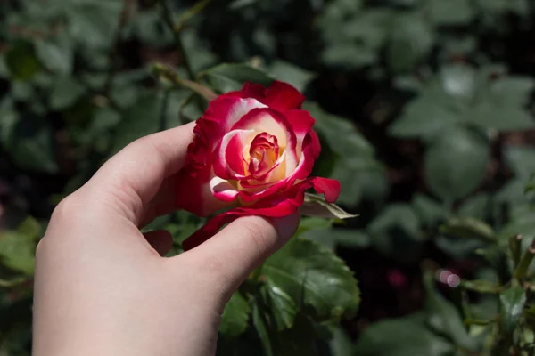 Hand Holding Rose Bloom Garden — Stock Photo, Image