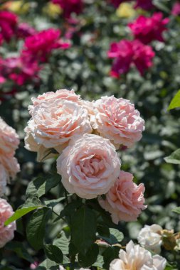 Bahar bahçesinde çiçek açan güzel güller