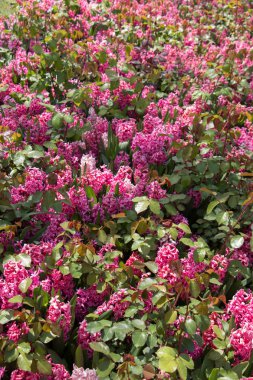 Çiçekler çiçek arkaplan dokusunu oluşturur