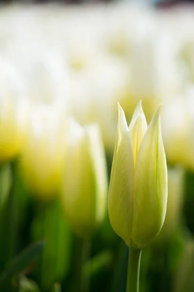 新鲜的 Tulip 白色大自然的色彩在春天的时候 — 图库照片