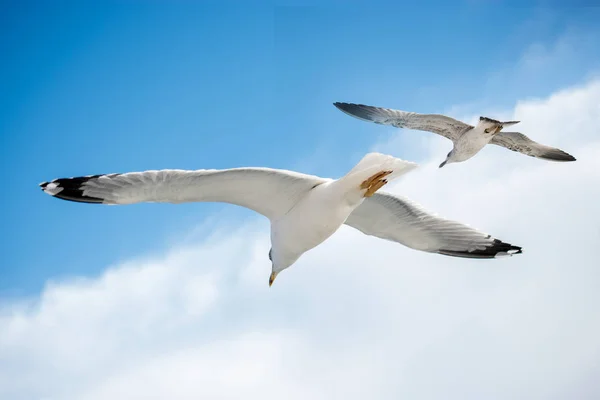 Einzelne Möwen Fliegen Blauen Himmel Als Hintergrund — Stockfoto