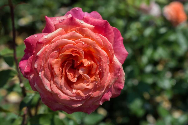 Floreciente Hermosa Rosa Colorida Con Gotas Agua Pétalos — Foto de Stock