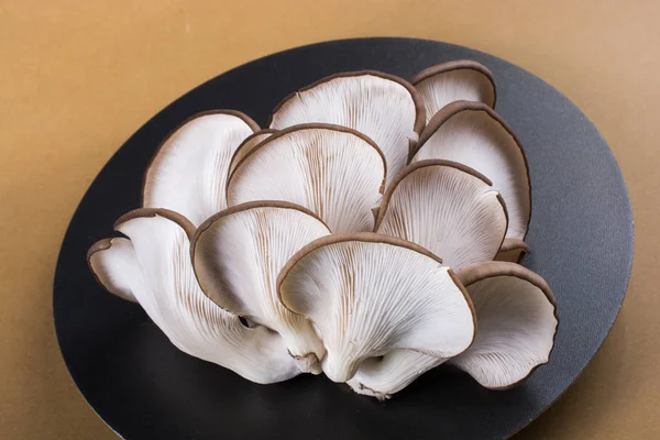 Cogumelo Ostra Pleurotus Ostreatus Como Cogumelo Facilmente Cultivado — Fotografia de Stock