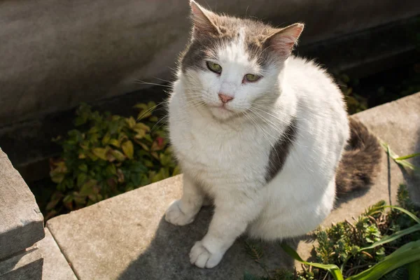 这只可爱的猫被描绘成家畜的图片 — 图库照片