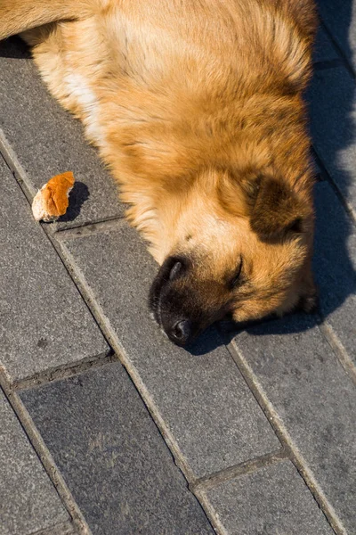 Sokakta başıboş gezen evsiz köpekler yalnız konsepttir.