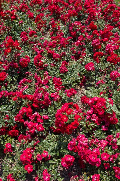 Bloeiende Mooie Kleurrijke Rozen Als Bloemen Achtergrond — Stockfoto