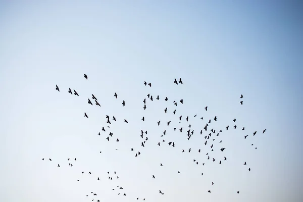 Flock Birds Seen Flying Sky — Stock Photo, Image