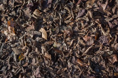 Sonbahar mevsiminin yapraklı desenli arka planı