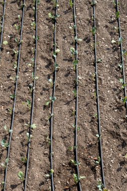 Sulama sistemi, sulama için ekili bir alanda fıskiyeler kullanıyor.