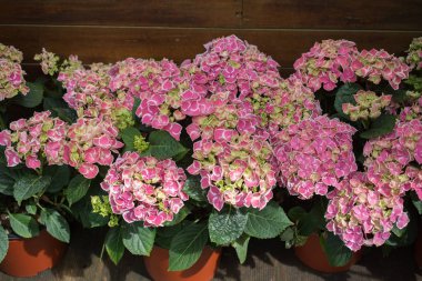 Çiçekler çiçek arkaplan dokusunu oluşturur