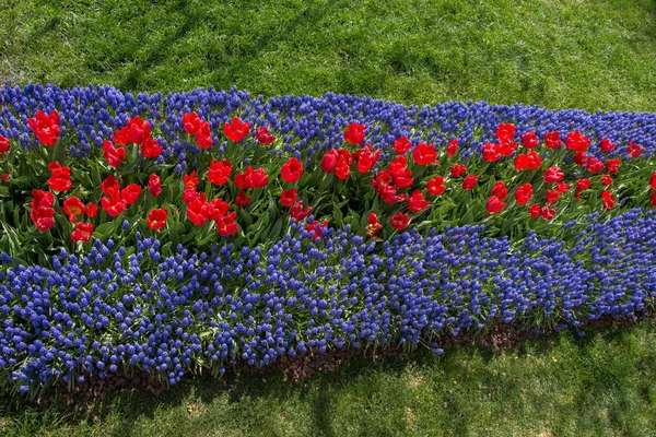 Tulipanes Color Rojo Floreciendo Jardín Primavera —  Fotos de Stock