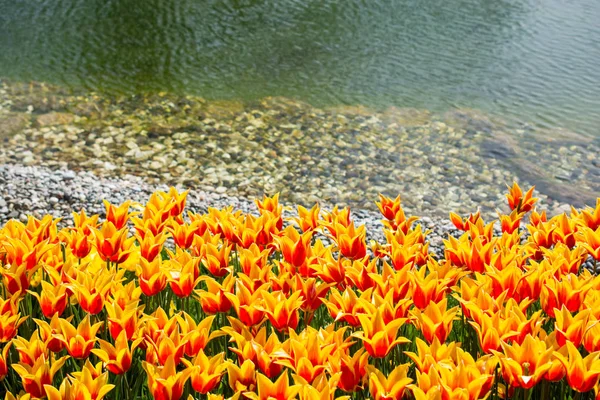 Świeże Tulipany Pomarańczowego Koloru Przyrodzie Wiosnę — Zdjęcie stockowe