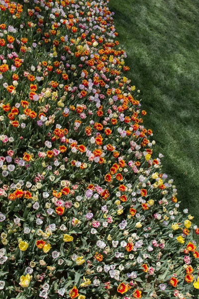 Floreciendo Hermosas Flores Naturales Coloridas Vista — Foto de Stock