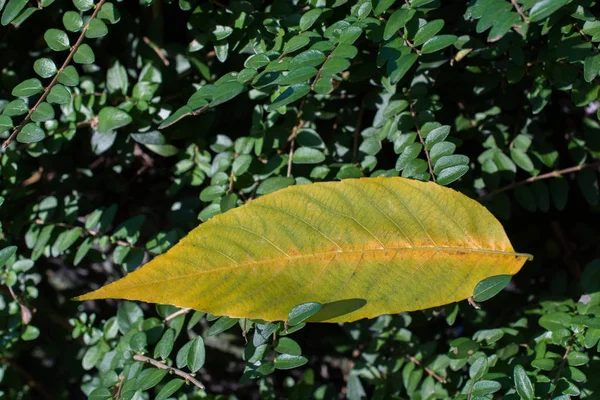 Una Foglia Secca Separata Dei Tempi Autunno — Foto Stock