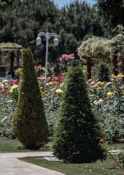 Jovem Árvore Florescendo Flores Jardim — Fotografia de Stock