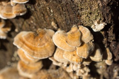 Düşen bir ağaç gövdesinde büyüyen mantarlar
