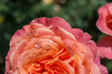 Çiçek açan güzel renkli gül yaprakları üzerinde su damlaları