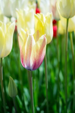 Bahar bahçesinde renkli lale çiçekleri açıyor.