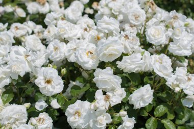 Çiçek arkaplanı gibi güzel renkli güller açıyor.