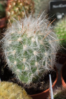 Küçük bir tencerede renkli bir kaktüs bitkisi