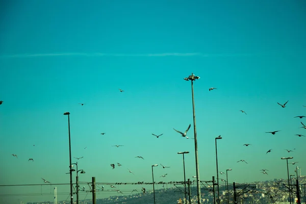 Osamělí Ptáci Podle Života Městském Prostředí — Stock fotografie