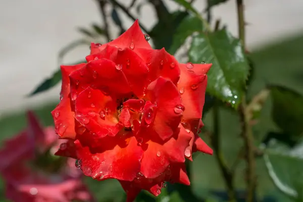 Kvetoucí Krásná Barevná Růže Kapkami Vody Okvětních Lístcích — Stock fotografie