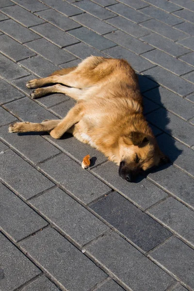 Cani Randagi Senzatetto Strada Come Concetto Solitario — Foto Stock