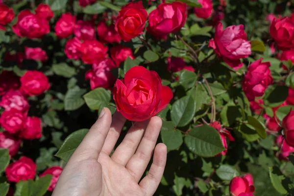 Blooming Beautiful Colorful Roses Garden Background — Stock Photo, Image