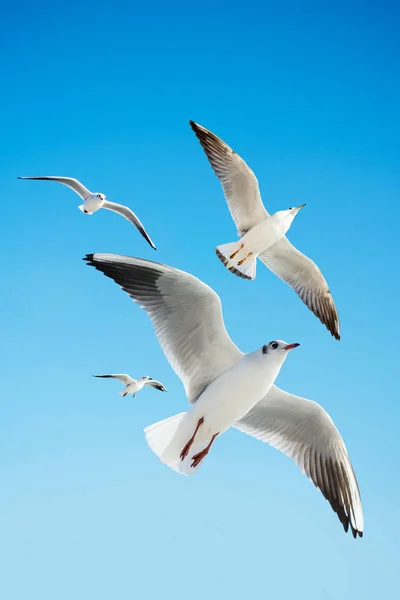 Möwen Fliegen Als Hintergrund Den Himmel — Stockfoto