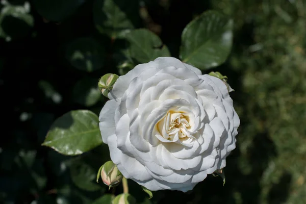 Rozenbloei Tuin — Stockfoto