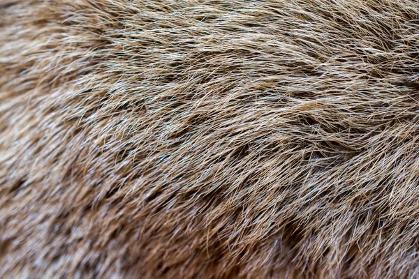 Arka plan dokusu olarak dekoratif hayvan kürkü